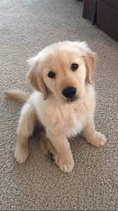 So Cute She Almost Doesnt Look Real Cute Baby Dogs Cute Puppy Wallpaper Super Cute Puppies