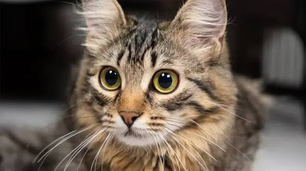 Why Your Cat's Eyes Might Be Telling You Something