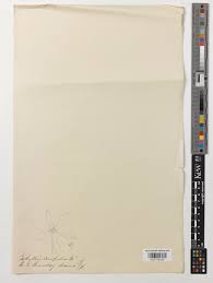 Image result for Gethyllis transkarooica