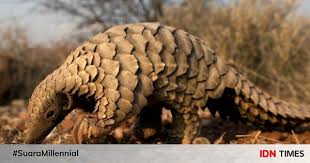 Mengetahui ciri ciri ikan guppy mau beranak merupakan hal yang sangat penting. 8 Fakta Trenggiling Hewan Yang Paling Banyak Diperdagangkan Di Dunia