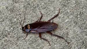 A palmetto bug is the colloquial name for the florida woods cockroach, eurycotis floridana. Are Palmetto Bugs Roaches Insect Cop