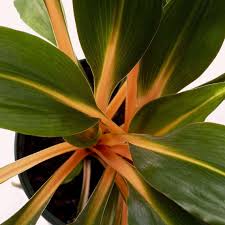 Image result for Chlorophytum filipendulum