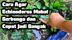 Dengan mengenali perbedaan itu diharapkan kita bisa menanam tanaman aquascape dengan baik dan diharapkan bisa tumbuh dengan sempurna sesuai dengan perencaan awal pada saat akan membuat aquascape. Pedoman Kita Tips Budidaya Tanaman Aquascape Cara Mempercepat Echinodorus Mahal Berbunga Cara Mudah Praktis Bulan September 2020 Rabab Minangkabau