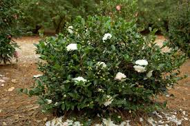 Pin On Landscape Camelias