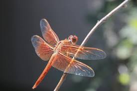 Get quick answers from dragonfly tea house staff and past visitors. Backyard Dragonflyrandy Stetz Images