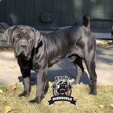 We did not find results for: Barbarians Gottixross Bagheera Boerboel Puppies For Sale