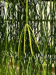 Image result for Rhipsalis baccifera