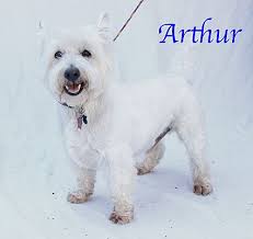 Adopt a rescue dog through petcurious. Bradenton Fl Westie West Highland White Terrier Meet Arthur A Pet For Adoption