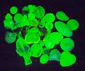 Occupational safety in uranium mining. Uranium Glass Wikipedia