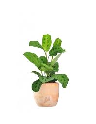 La maranta è una pianta tropicale che può essere coltivata facilmente in appartamento e che affascina con foglie screziate dalle diverse tonalità di verde forum giardino Calathea Maranta Fantastiche Piante D Appartamento Nel Nostro Store Colore Terracotta