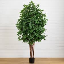 Image result for Ficus demeusei