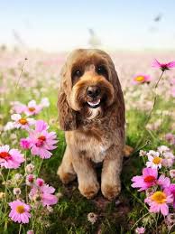 Sleek & Chic Dog Grooming 07883 831 816