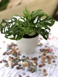 This is an easy tutorial on how to care for janet craig plant , also known as the dracaena compacta. Broken Heart Plant Enisarg