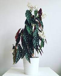See This Instagram Photo By Plantatiomea 469 Likes Inomhusvaxt Blommor Vackra Blommor