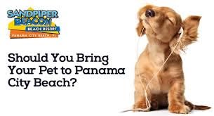 pet friendly hotels in panama city
