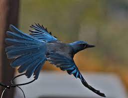 Posts About Western Scrub Jay On Photo Feathers Scrub Jay Backyard Birds Watching Backyard Birds