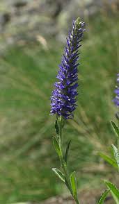 Image result for Veronica abyssinica