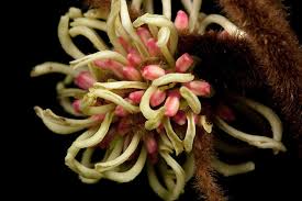 Image result for Trichocladus