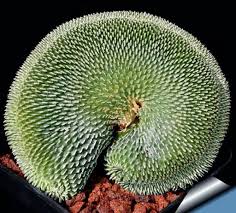 When complete, the soil level of water thoroughly. Beautiful Cactus And Succulent Plants Cylindropuntia Sp Forma Cristata Succulent Gardening Cactus Plants Succulents