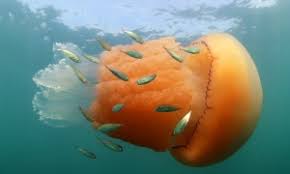 ÐÐ°ÑÑÐ¸Ð½ÐºÐ¸ Ð¿Ð¾ Ð·Ð°Ð¿ÑÐ¾ÑÑ Ð¼ÐµÐ´ÑÐ·Ð° ÐºÐ¾ÑÐ½ÐµÑÐ¾Ñ