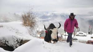 Download 52 animals sikkim images and stock photos. 300 Yaks Die Due To Starvation Following Heavy Snowfall In North Sikkim