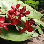 Image result for Rhabdophyllum affine