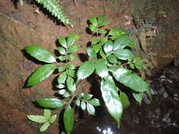 Image result for Ptisana