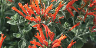 Image result for Dicliptera transvaalensis