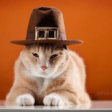 No Cat Astrophes How To Keep Pets Safe This Thanksgiving Cats Cat Holidays Pets