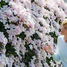 This texensis type of clematis flowers from june to september, with vibrant pink long slim tepals, set off by bright green foliage. Buy Clematis Montana Collection J Parker Dutch Bulbs