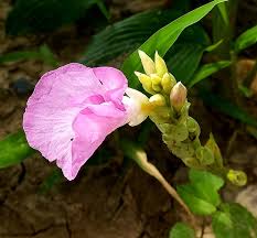 Image result for Siphonochilus kirkii - yellow-flowered form