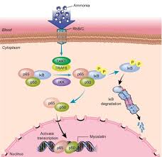 Check spelling or type a new query. Sarcopenia From Mechanism To Diagnosis And Treatment In Liver Disease Journal Of Hepatology