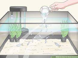 How To Care For Baby Guppies In 2020 Baby Fish Guppy Guppy Fish