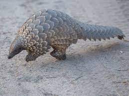 Each pangolin mask is built with adjustable components to offer a perfect fit for most face shapes and sizes. China Increases Protections For Pangolins Smart News Smithsonian Magazine