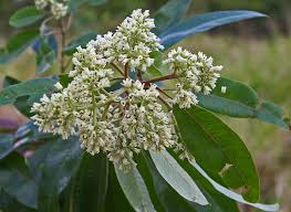 Image result for Ozoroa