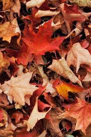 Adventure Is Out There Fall Wallpaper Autumn Aesthetic Autumn Scenes