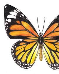 Common Tiger Butterfly Watercolor Fine Art Print Etsy Butterfly Art Painting Butterfly Watercolor Butterfly Painting