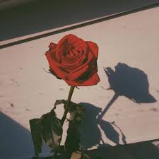 Maybe you would like to learn more about one of these? My Love For Rose Flower