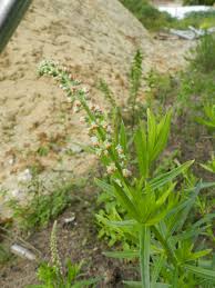 Image result for Caylusea abyssinica