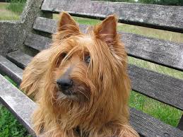 Royalty Free Bench Dog Photos Free Download Pxfuel