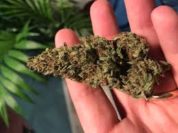 The smell could be coming from the space in between first floor. Bagseed Grown Outdoors By Me Doesn T Smell Like Skunk More Of A Rubbery Latex Smell My Other Plant Different Seed Doesn T Have This Smell Growingmarijuana
