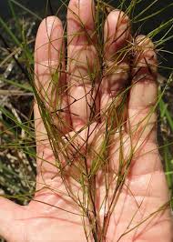 Image result for Stuckenia