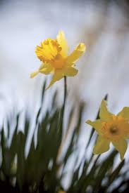 May 01, 2020 · an hour and a half outside of austin, the small community of willow city, texas, draws tourists each spring for its flowers. The Best Spring Festivals And Flower Spots In New England Chasing Spring New England Today