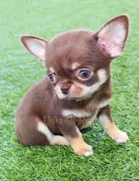 Black Apple Head Chihuahua Chihuahua Chocolate Y Fuego Hembra In 2020 Chihuahua Puppies Cute Chihuahua Cute Dogs