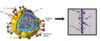 Desde el descubrimiento del virus respiratorio sincicial (vrs) en 1956, se ha demostrado en todo. Http Www Redalyc Org Pdf 1812 181227534005 Pdf