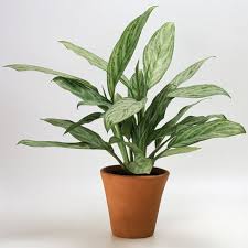Haworthia zebra (haworthia attenuata) a member of the succulent group of plants, this little plant, reminiscent of cacti, originates from south africa and is safe for cats and dogs. 25 Easy Houseplants Easy To Care For Indoor Plants