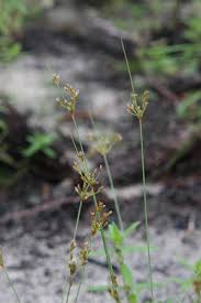 Image result for Bulbostylis hispidula