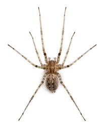 9 common spiders found in and around irelands homes but