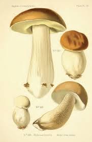 Atlas Des Champignons Boletus Edulis Gravures Illustrations Dessins Images Champignons Farcis Champignon Dessin Et Champignon