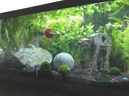 51,267 likes · 247 talking about this. The Best Betta Fish Tanks Betta Aquarium Want To Know Before Buying Aquarium Hall